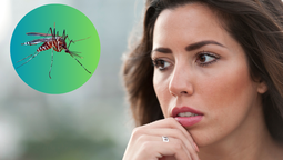 Dengue: el nuevo descubrimiento sobre el mosquito transmisor que pone en alerta a todos