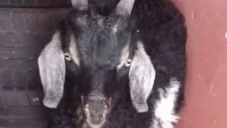 la policia impidio un curioso rito umbanda y salvo a un chivo