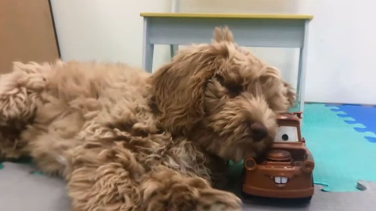 Mate es de raza Labradoodle y está entrenado por el Ministerio Público Fiscal desde cachorro para sociabilizar con niños. Mate es de raza Labradoodle y está entrenado por el Ministerio Público Fiscal desde cachorro para sociabilizar con niños.