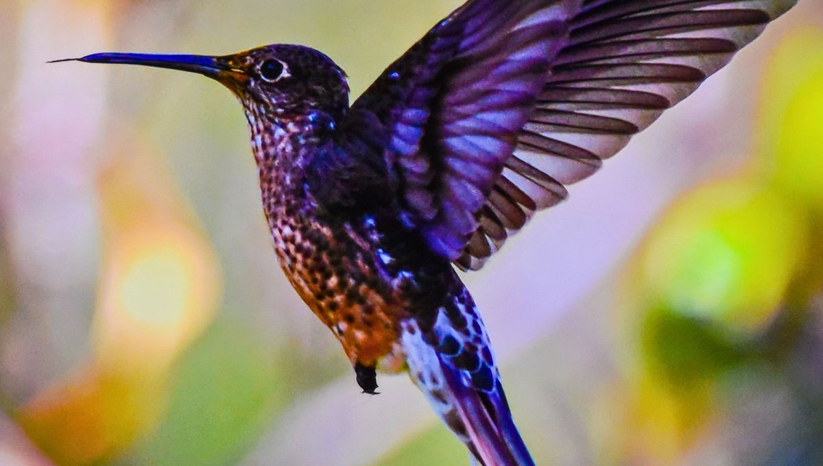 Ver un colibrí en tu casa es una excelente señal. Ver un colibrí en tu casa es una excelente señal.
