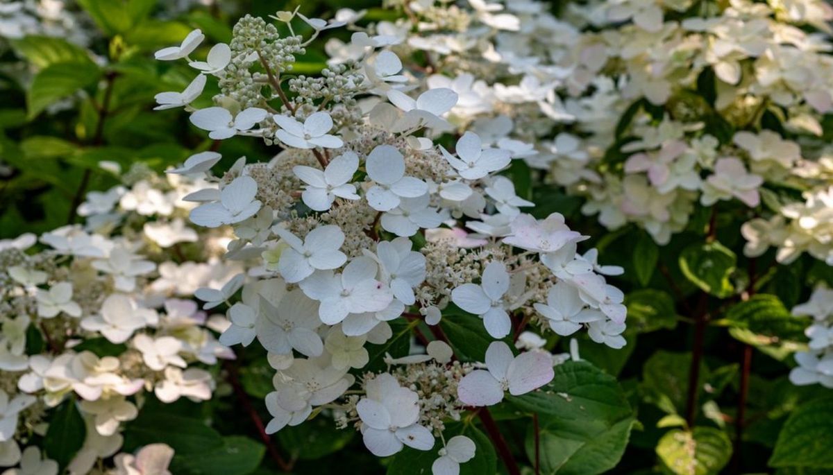 La hortensia trepadora tiene racimos de flores blancas, grandes y vistosas.