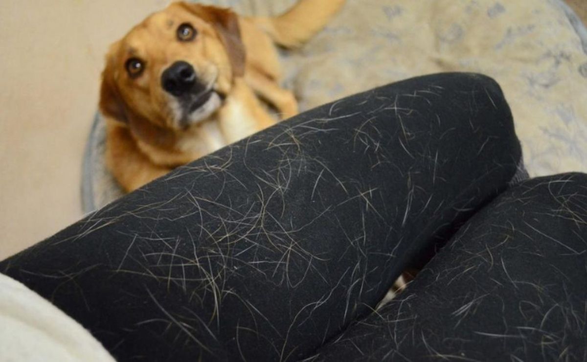 como quitar el tinte de pelo de un perro