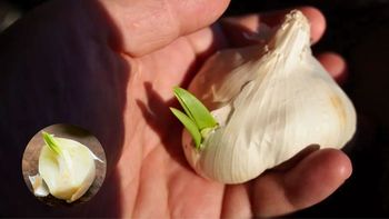 Si tenés el brote de un ajo, tenés un tesoro en tus manos: cómo reutilizarlo Si tenés el brote de un ajo, tenés un tesoro en tus manos: cómo reutilizarlo
