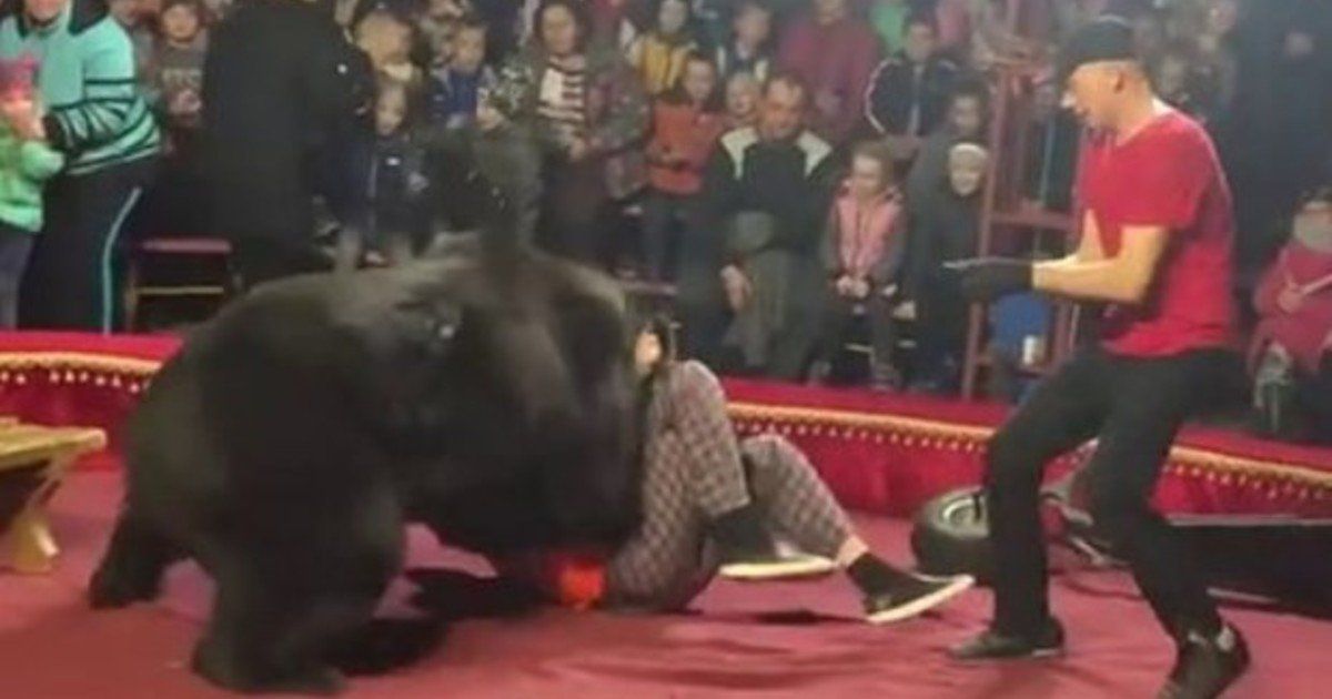 Ataque. Video: un oso atacó a su entrenador en pleno show infantil.
