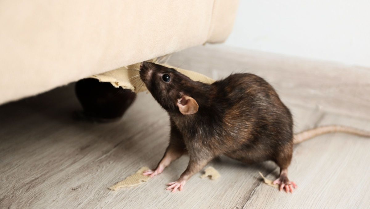 Cómo usar la mezcla de laurel y vinagre para ahuyentar a las ratas de casa: truco casero efectivo