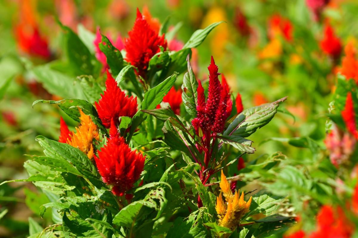 La celosía argentea as una planta de origen tropical.