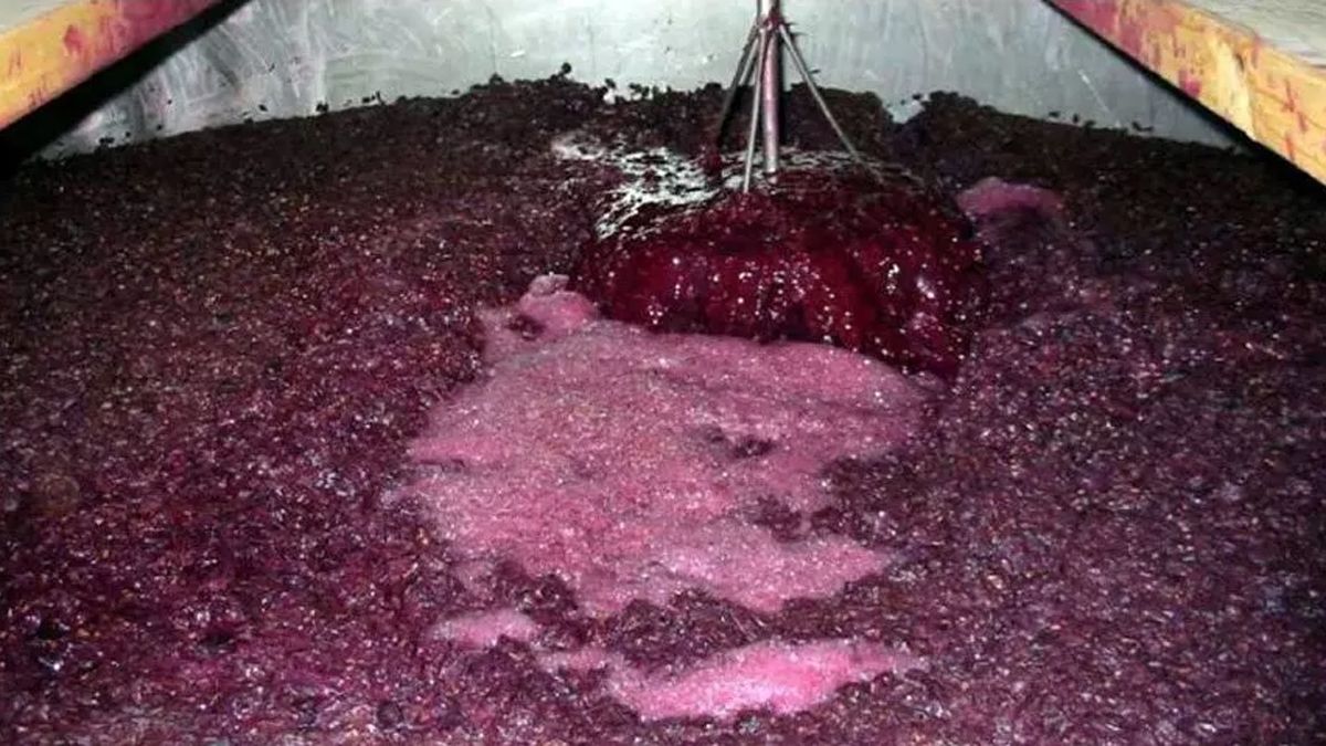 El mosto es clave en la industria de bebidas.