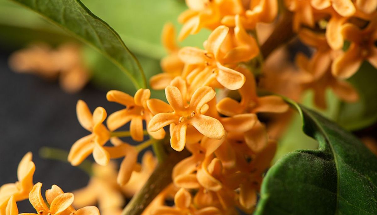 Si eres aficionado a la jardiner&iacute;a deber&iacute;as cultivar esta encantadora planta.