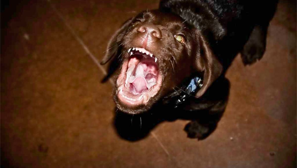 Los agudos sentidos de tu perro podrían provocarle ladridos nocturnos, o podrían deberse al aburrimiento, la ansiedad o incluso problemas de salud. Fuente: Consumer Eroski. Los agudos sentidos de tu perro podrían provocarle ladridos nocturnos, o podrían deberse al aburrimiento, la ansiedad o incluso problemas de salud. Fuente: Consumer Eroski.