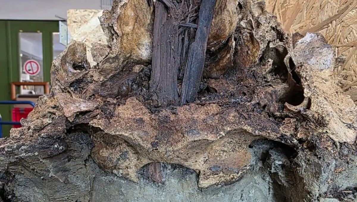 Descubrimiento de un cráneo de 10.500 años clavado en un poste sorprende a los científicos