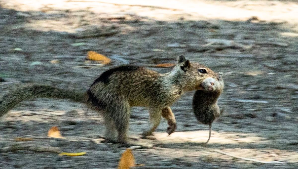 Científicos estadounidenses explicaron que algunas ardillas se alimentan de ratones
