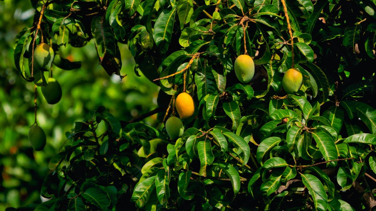 El árbol de mango es una especie arbórea frutal perteneciente a la familia Anacardiaceae. Imagen: Freepik El árbol de mango es una especie arbórea frutal perteneciente a la familia Anacardiaceae. Imagen: Freepik