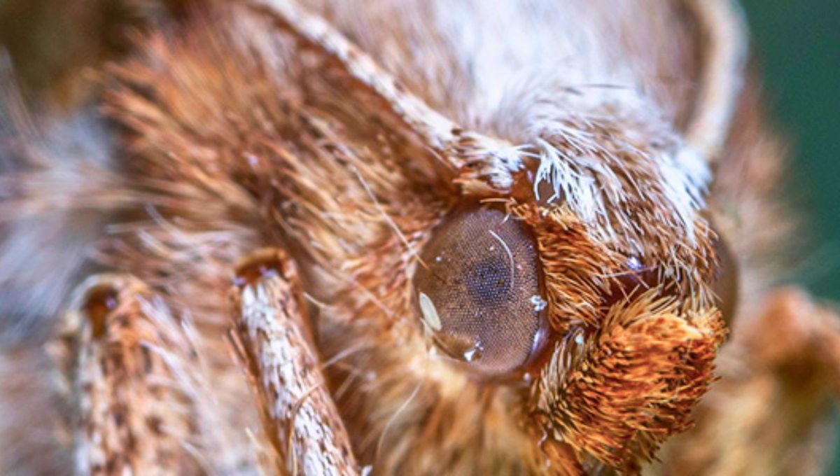 Las polillas de cera tienen la mejor audici&oacute;n del mundo, aunque no tienen o&iacute;do.