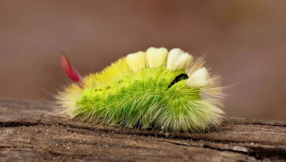 Oruga de peluche: el extraño insecto más venenoso de Latinoamérica