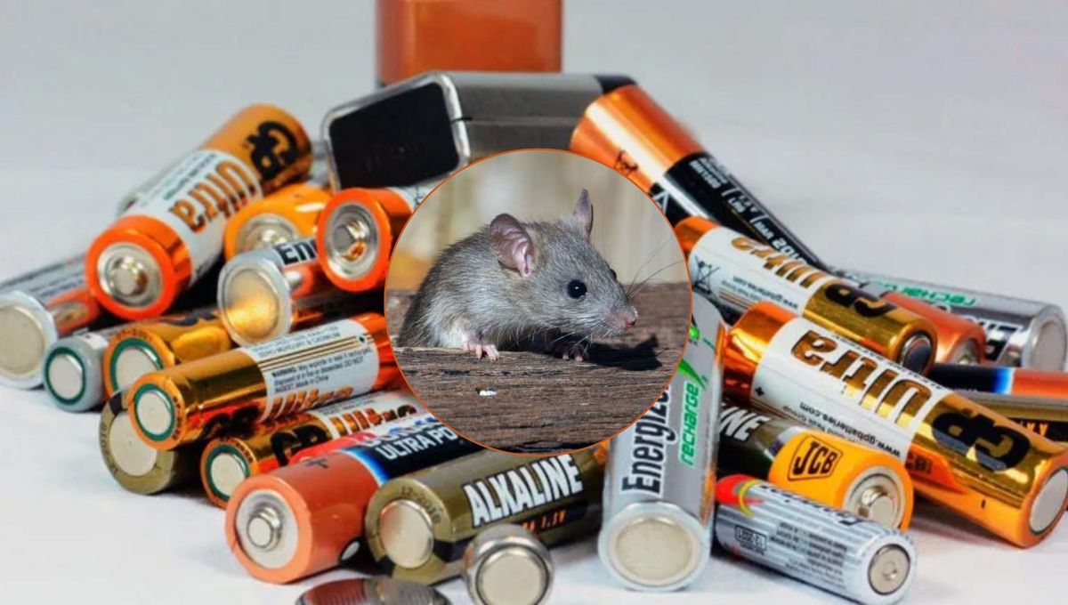 Cómo atrapar a las ratas en tu casa utilizando pilas viejas: trampa casera y efectiva