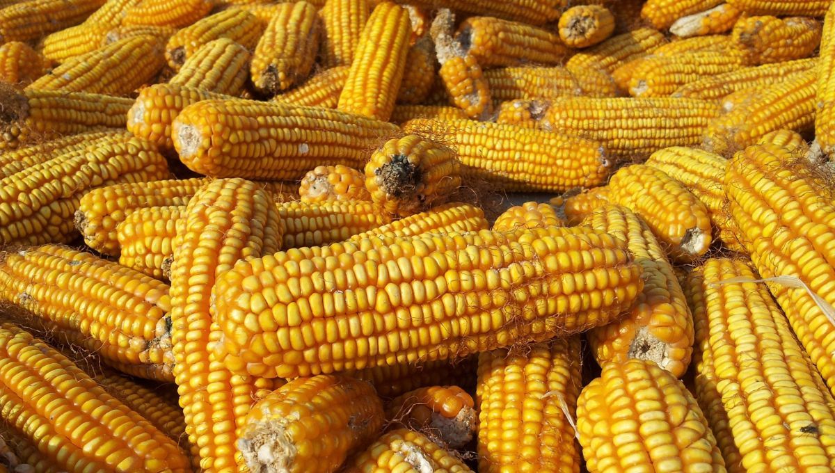 América Latina exporta millones de toneladas de maíz cada año.