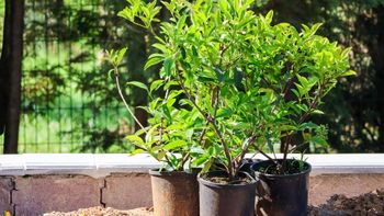 El árbol frutal que crece en maceta, brinda una sombra refrescante y es un imán para la buena suerte y abundancia El árbol frutal que crece en maceta, brinda una sombra refrescante y es un imán para la buena suerte y abundancia