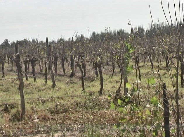 Las pérdidas de la producción en algunas fincas de la provincia han sido casi totales por las heladas y el granizo