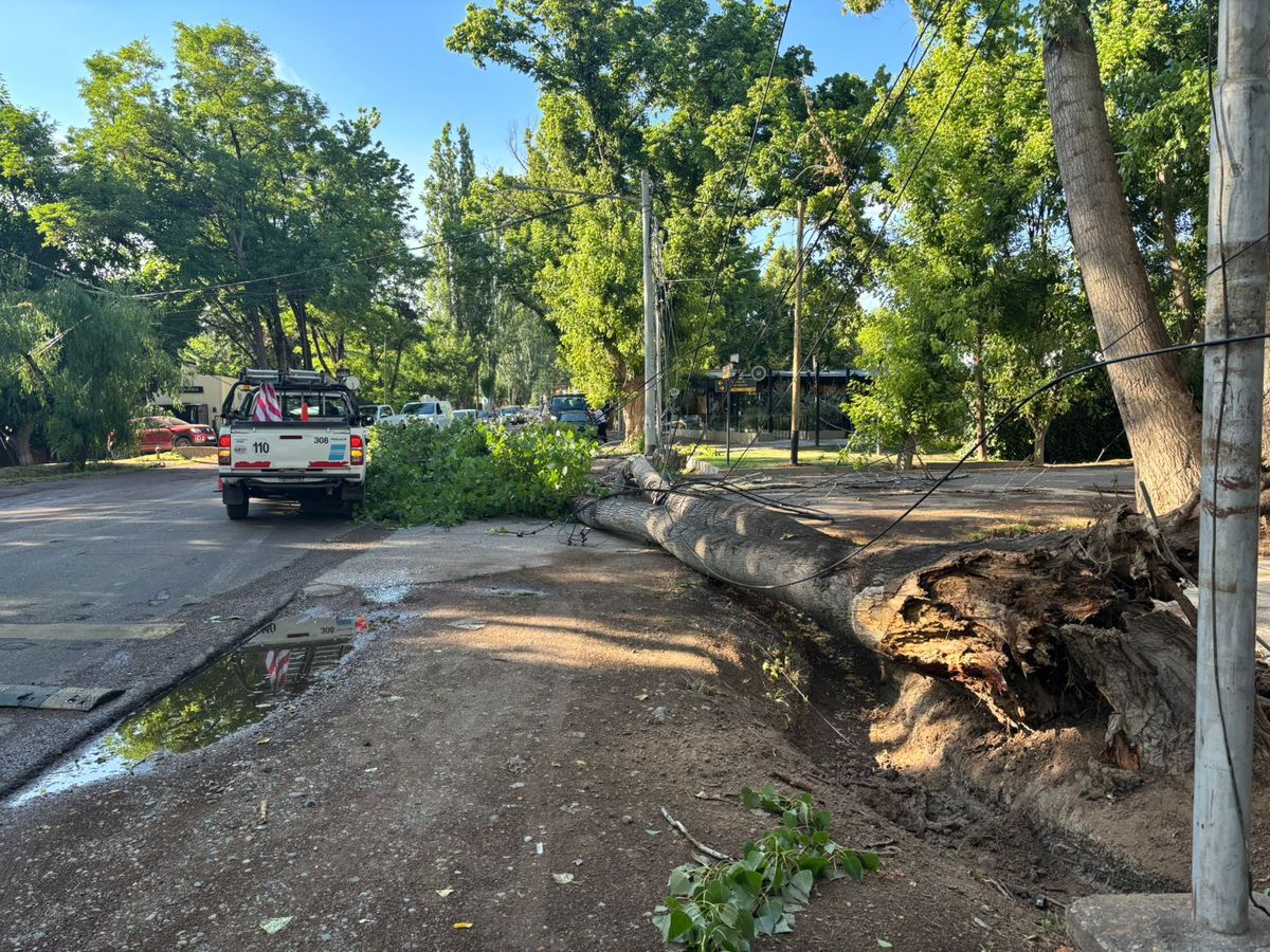 Un árbol de gran tamaño cayó en Chacras de Coria tras la tormenta de lluvia y granizo, y provocó el corte de cables de luz y bloqueo en la calle Darragueira, a metros de la bajada de los caracoles. Un árbol de gran tamaño cayó en Chacras de Coria tras la tormenta de lluvia y granizo, y provocó el corte de cables de luz y bloqueo en la calle Darragueira, a metros de la bajada de los caracoles.