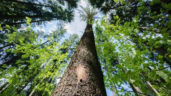 La planta más grande del planeta Tierra: pesa 6000 toneladas y cubre más de 40 hectáreas La planta más grande del planeta Tierra: pesa 6000 toneladas y cubre más de 40 hectáreas
