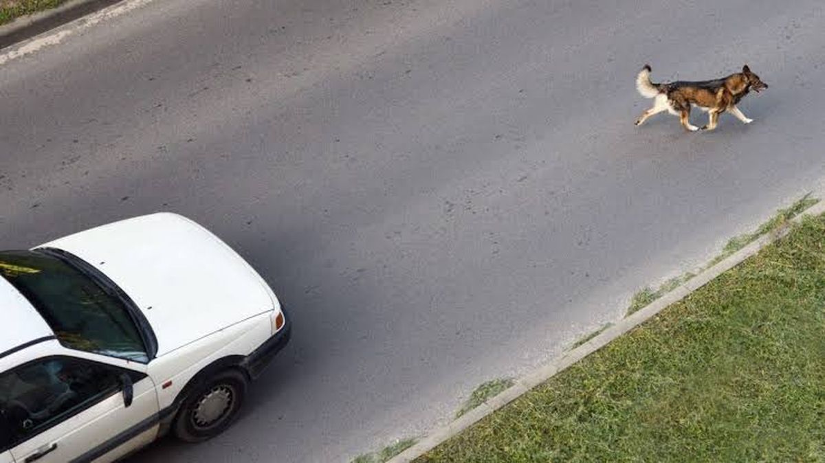 El destino final de los cuerpos varía según la zona o jurisdicción. El destino final de los cuerpos varía según la zona o jurisdicción. 