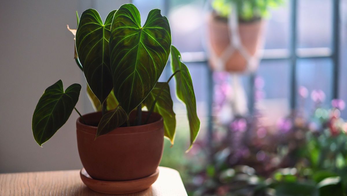 Muchas veces pasamos largas horas fuera de casa, por trabajo o de viaje o no tenemos experiencia en jardinería, por eso, el truco del corcho es ideal para cubrir todas nuestras falencias con ellas Muchas veces pasamos largas horas fuera de casa, por trabajo o de viaje o no tenemos experiencia en jardinería, por eso, el truco del corcho es ideal para cubrir todas nuestras falencias con ellas