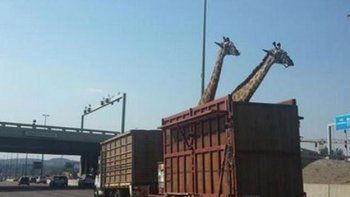 Una jirafa murió tras golpearse la cabeza con un puente al ser transportada