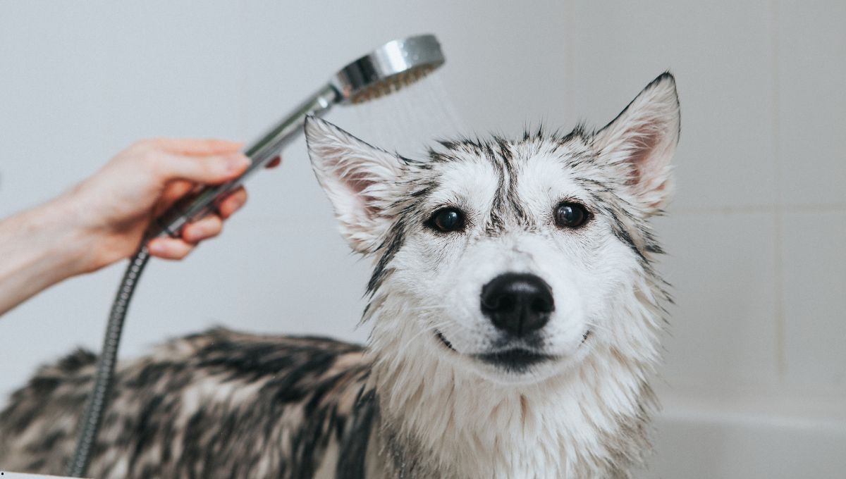Debes ba&ntilde;ar a tu perro en verano para evitar golpes de calor.&nbsp;