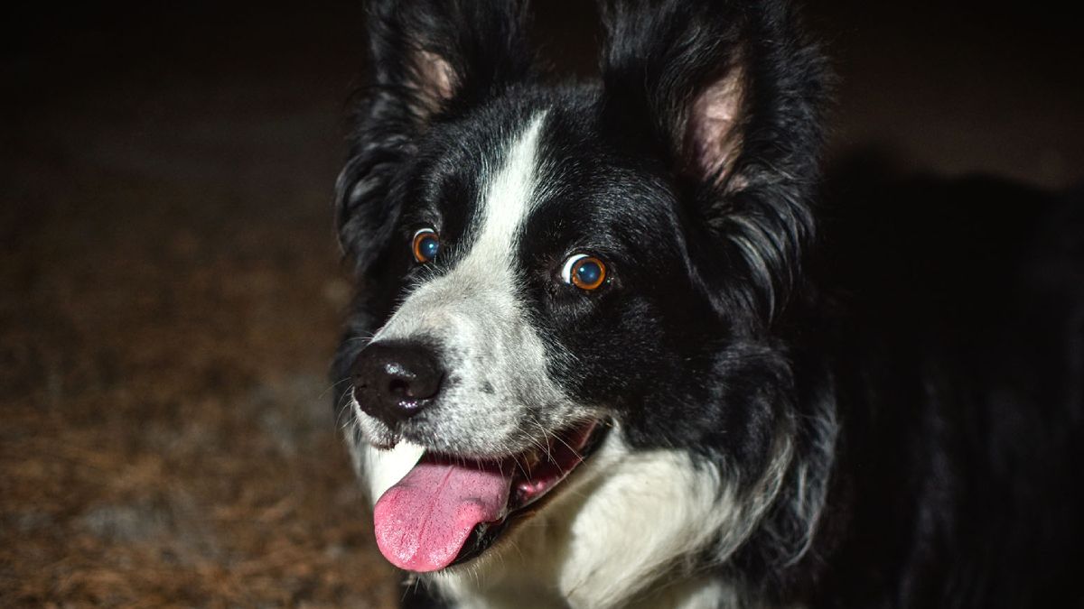 Los perros buscan un lugar donde resguardarse ante la presencia de espíritus. Los perros buscan un lugar donde resguardarse ante la presencia de espíritus.