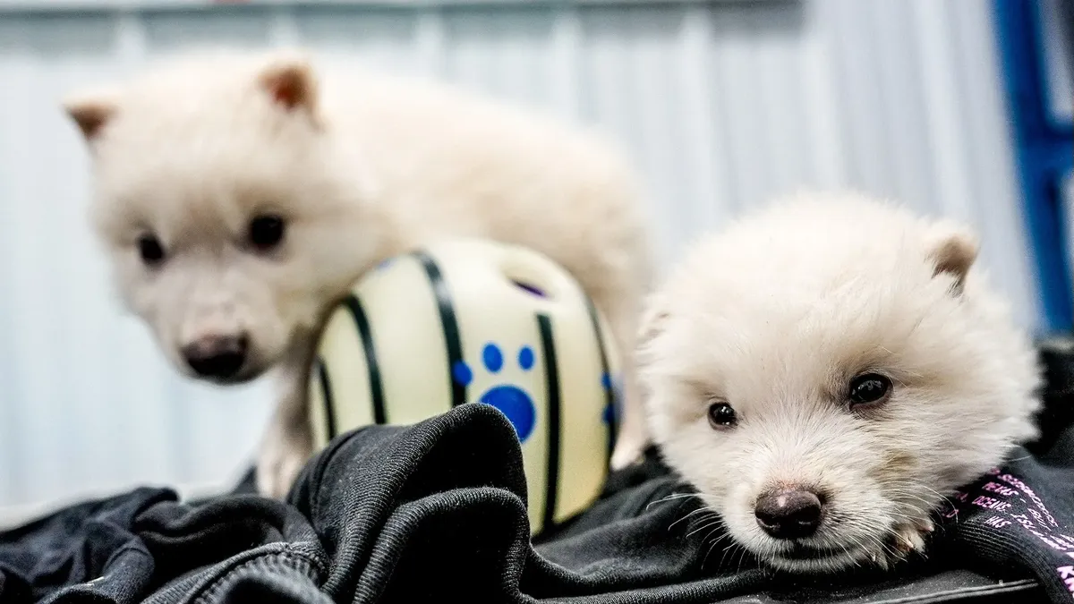 Los cachorros presentados por los científicos. Los cachorros presentados por los científicos.