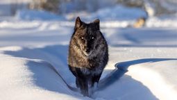 El animal que apenas dejó de estar en peligro de extinción y ya habilitaron su caza