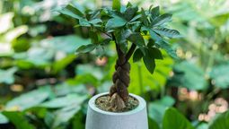 Este árbol llenará de vida tu hogar. Este árbol llenará de vida tu hogar.