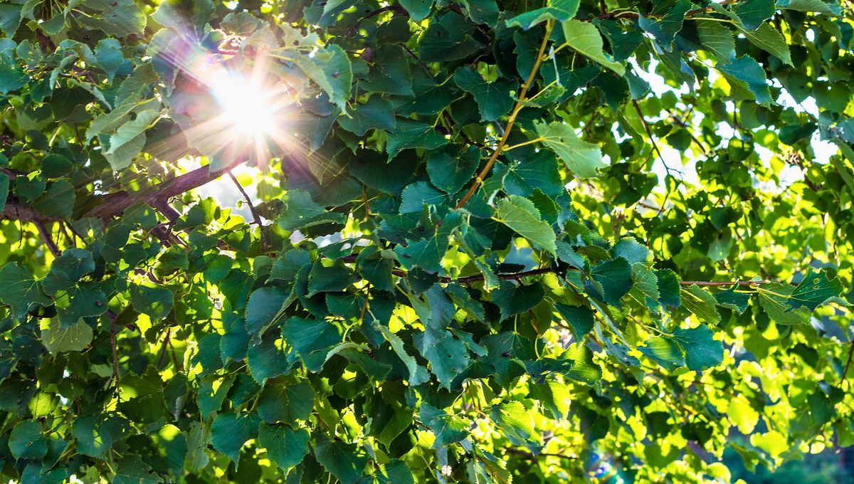 Utiliza esta palabra como guía y mantra en tu jornada. Utiliza esta palabra como guía y mantra en tu jornada. 