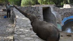 Los cuatro elefantes del ex zoológico mendocino serán liberados en los últimos meses del 2020 y los primeros del 2021 en un santurario de Mato Grosso, Brasil.&nbsp;