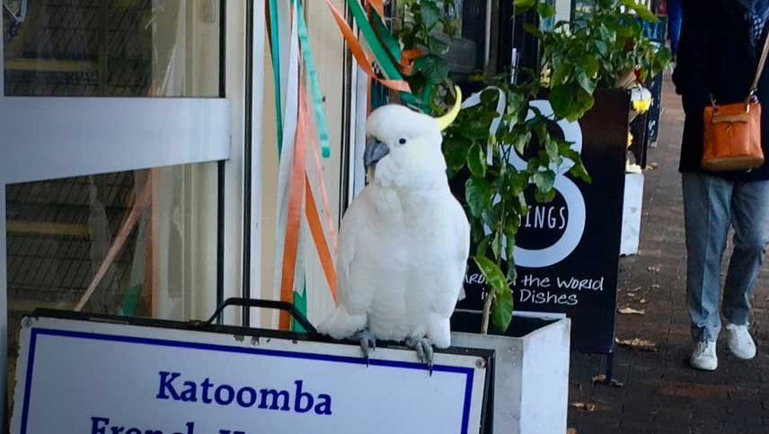 Mirá el video de una cacatúa que arranca trampas de aves y se las tira a los peatones