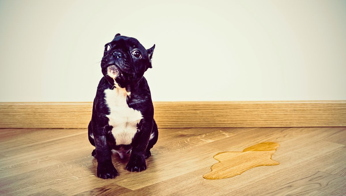 Como quitar las manchas de pis de perro del piso de madera cuando están secas