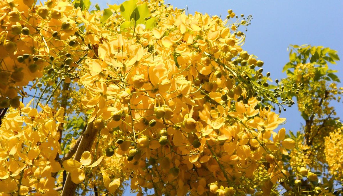 El árbol que tiene racimos de flores perfumadas y es una lluvia de oro