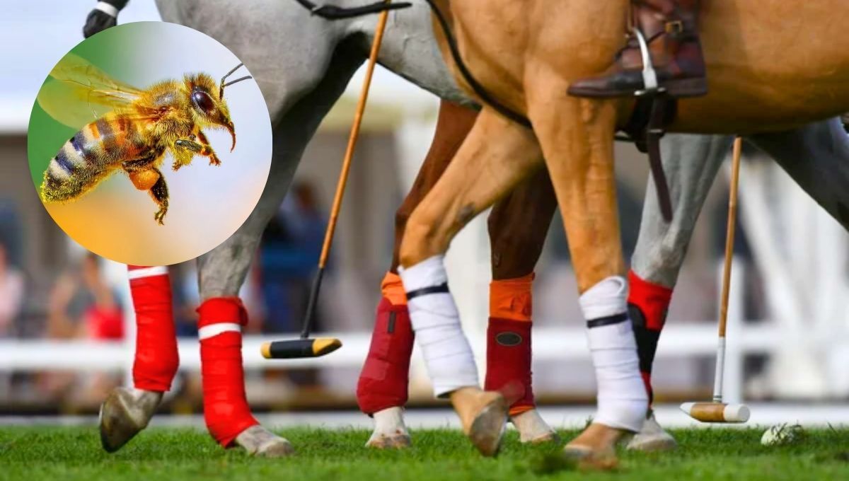 Era multimillonario y disfrutaba del polo, pero se tragó una abeja y su final fue trágico
