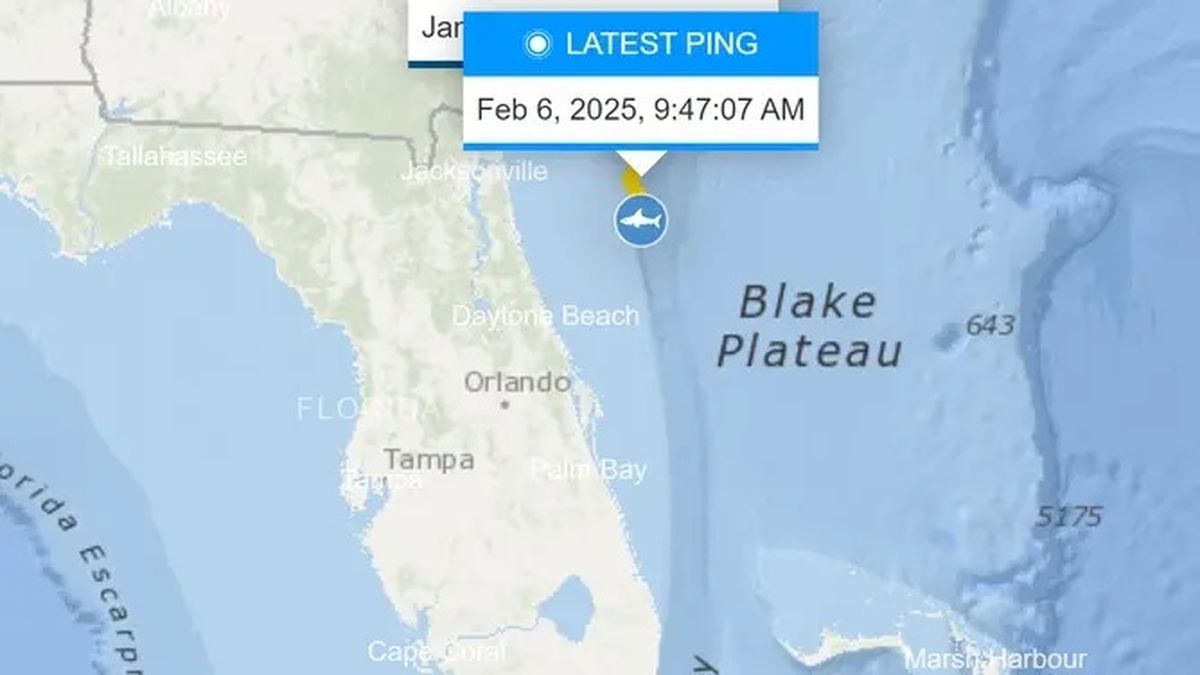 OCEARCH encontró uno de los tiburones blancos más grandes. OCEARCH encontró uno de los tiburones blancos más grandes.