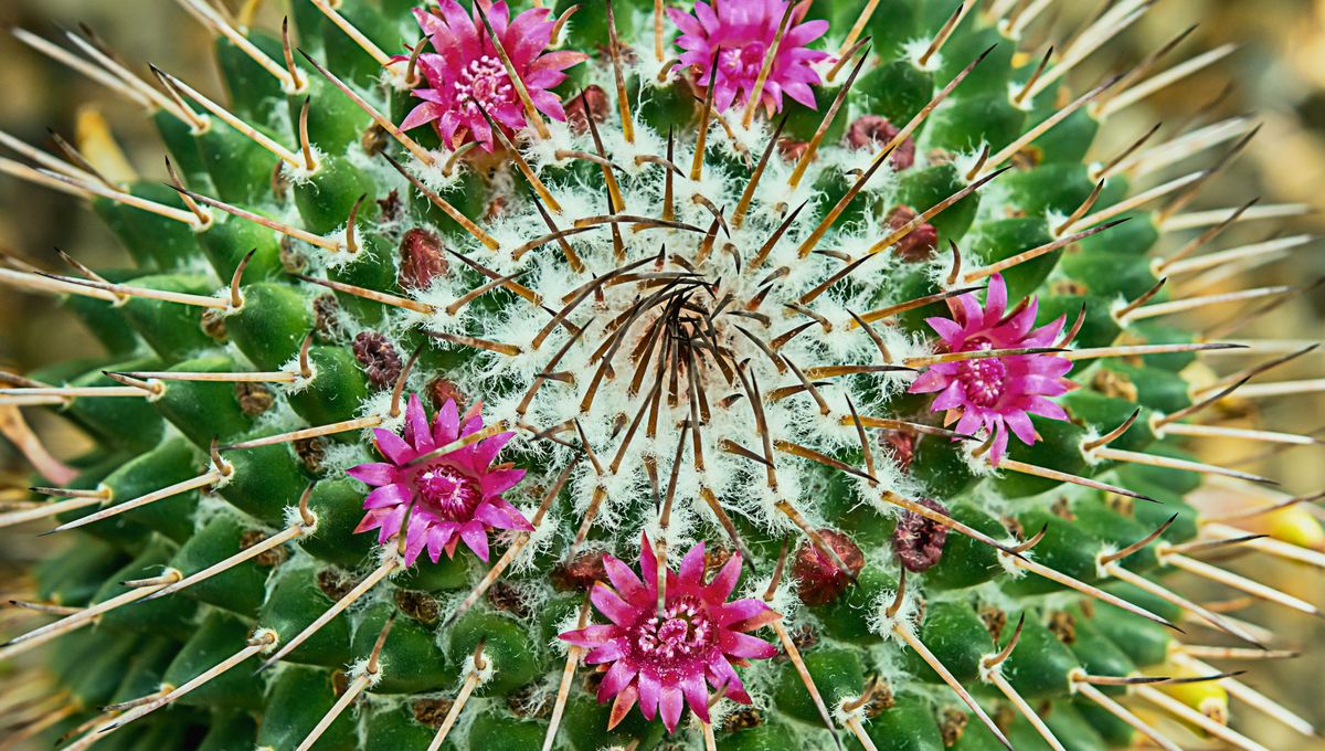 La rebutia florece en primavera y principios del verano. La rebutia florece en primavera y principios del verano. 