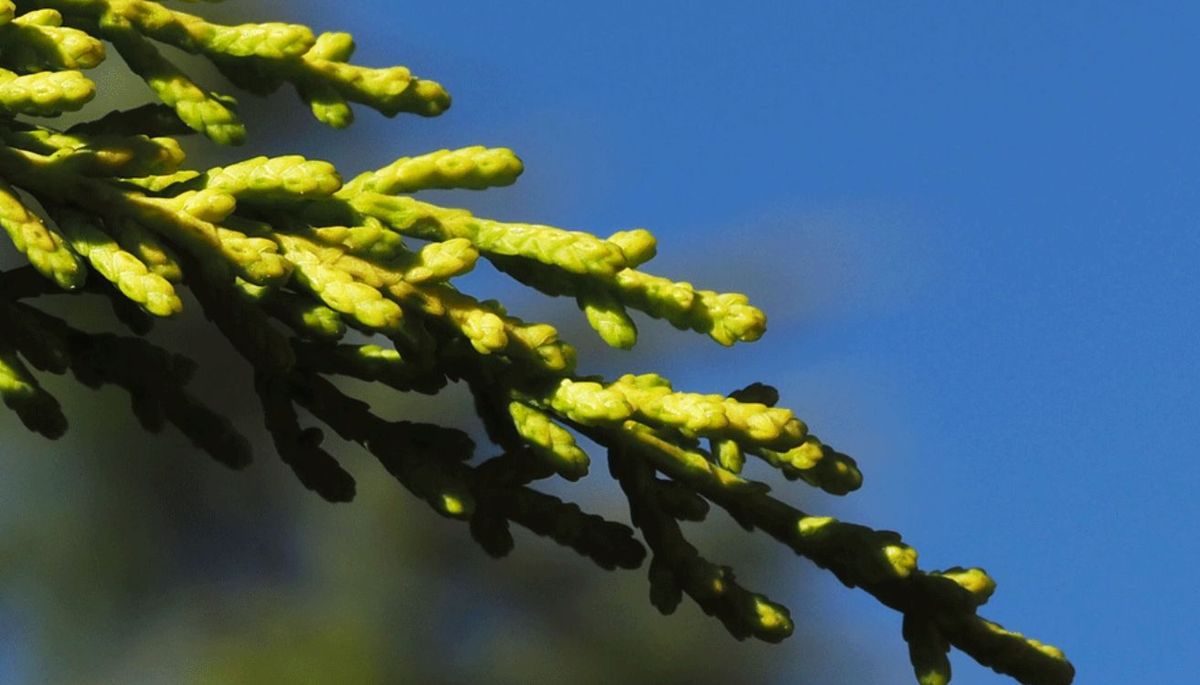 Cómo cuidar y cultivar el Ciprés de Monterrey para cubrir de verde el cerco de casa