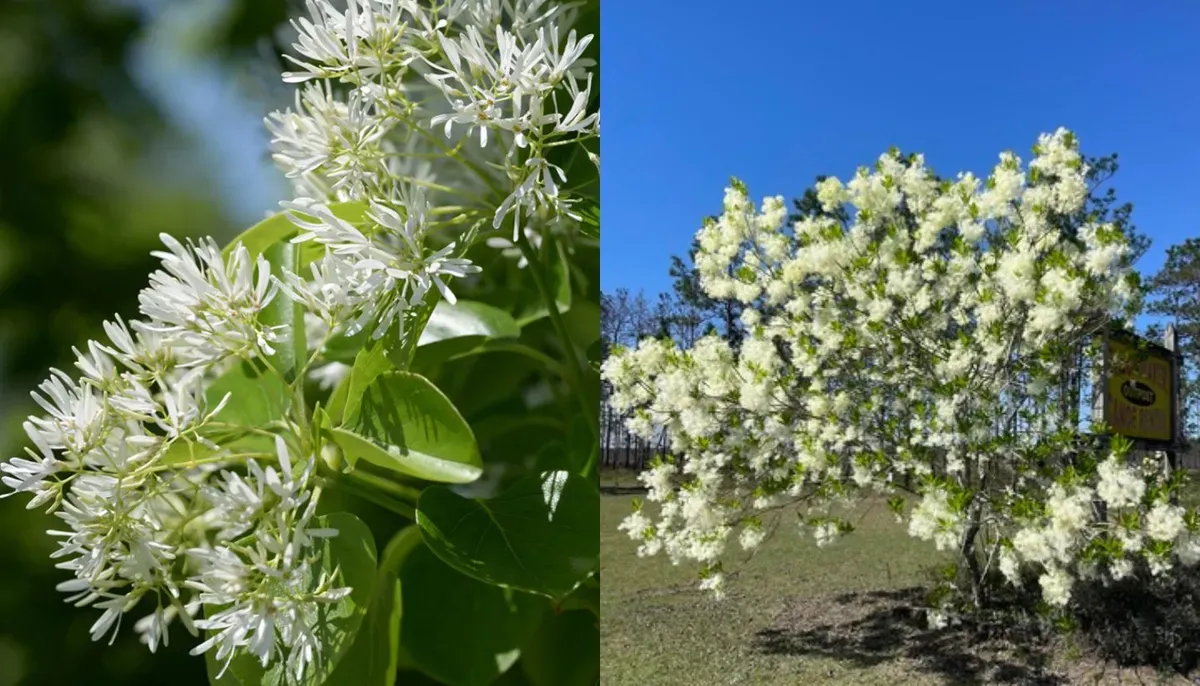 El &aacute;rbol de nieve, tambi&eacute;n llamado laurel de nieve, es una especie ornamental cada vez m&aacute;s buscada.