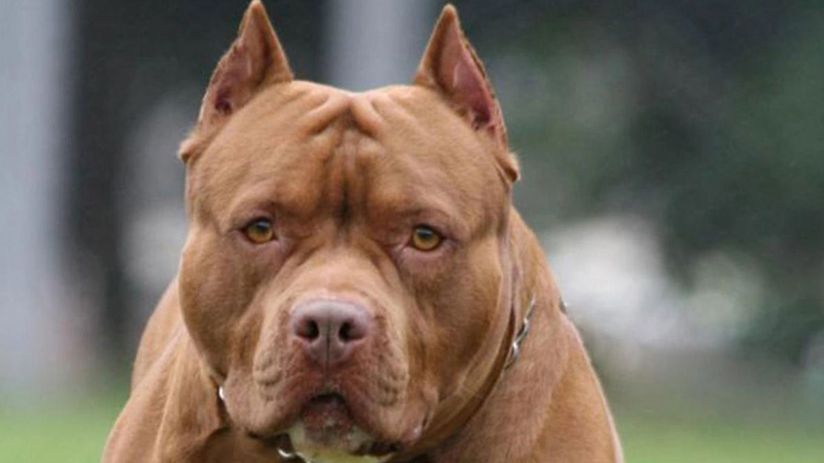 La perra Pitbull que pertenece a la familia del niño, en San Juan, lo atacó y le provocó una mordedura en el labio inferior aunque sin gravedad
