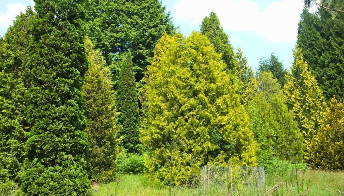 Su nombre científico es Platycladus orientalis, aunque es conocido comúnmente como árbol de la vida o ciprés de abanico. Su nombre científico es Platycladus orientalis, aunque es conocido comúnmente como árbol de la vida o ciprés de abanico.