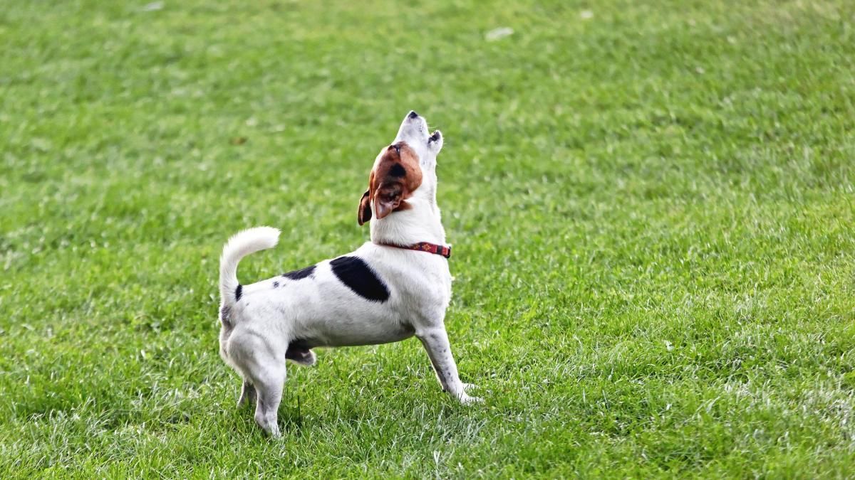 Este comportamiento puede no ser lo que parece en tu mascota. Este comportamiento puede no ser lo que parece en tu mascota. 