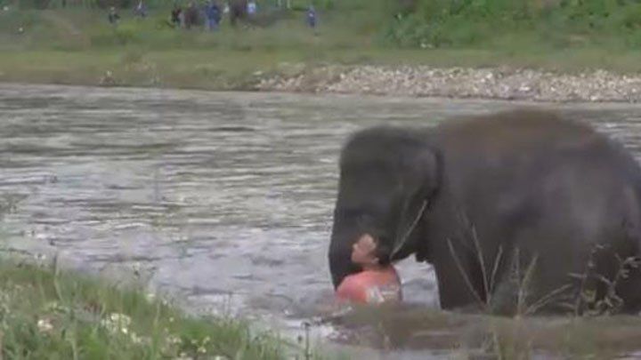 Un heroico elefante salva a su cuidador