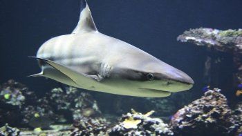 Un osado pescador devolvió al agua a un tiburón vivo