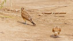 El ave que volvió a una localidad de Argentina después de 20 años: de cuál se trata El ave que volvió a una localidad de Argentina después de 20 años: de cuál se trata