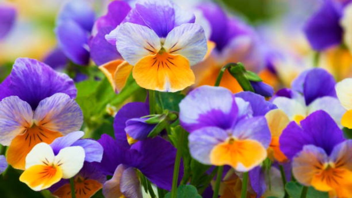 Conoce las cualidades de esta planta.