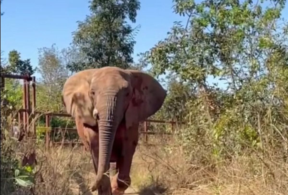 Así disfruta de la libertad Kenya, la última elefanta que quedaba en cautiverio en Argentina y que viajó desde Mendoza para su nueva vida en Brasil Así disfruta de la libertad Kenya, la última elefanta que quedaba en cautiverio en Argentina y que viajó desde Mendoza para su nueva vida en Brasil